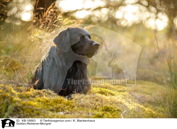 Golden-Retriever-Mischling / Golden-Retriever-Mongrel / KB-16663