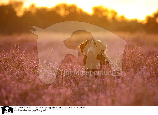 Golden-Retriever-Mischling / Golden-Retriever-Mongrel / KB-16677