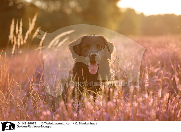 Golden-Retriever-Mischling / Golden-Retriever-Mongrel / KB-16678