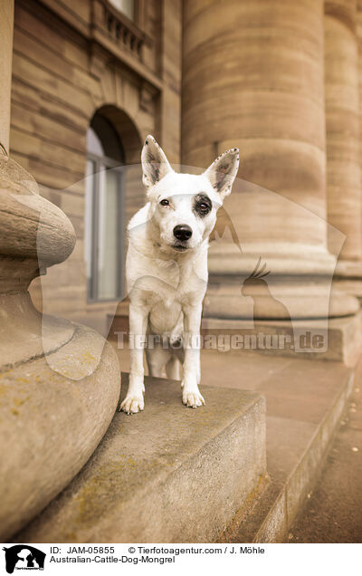 Australian-Cattle-Dog-Mix / Australian-Cattle-Dog-Mongrel / JAM-05855