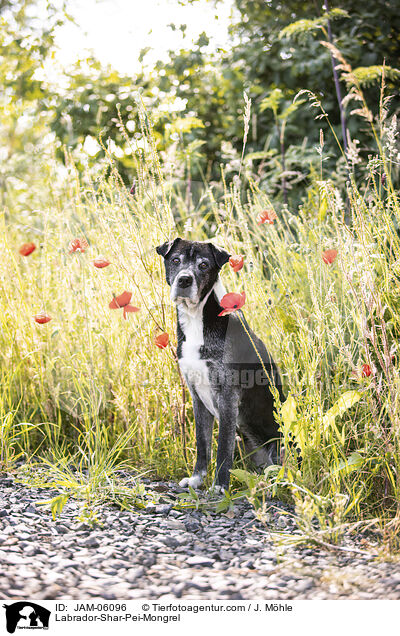 Labrador-Shar-Pei-Mix / Labrador-Shar-Pei-Mongrel / JAM-06096