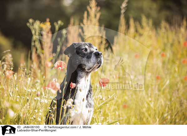 Labrador-Shar-Pei-Mix / Labrador-Shar-Pei-Mongrel / JAM-06100