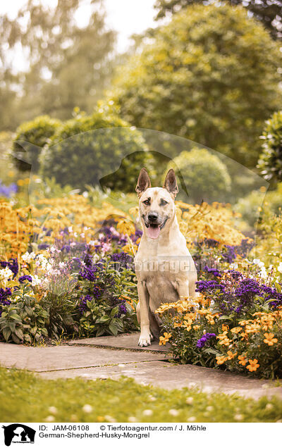 Schferhund-Husky-Mix / German-Shepherd-Husky-Mongrel / JAM-06108