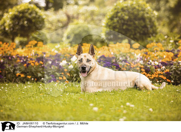 Schferhund-Husky-Mix / German-Shepherd-Husky-Mongrel / JAM-06110