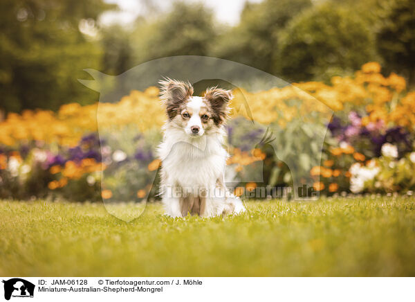 Miniature-Australian-Shepherd-Mix / Miniature-Australian-Shepherd-Mongrel / JAM-06128