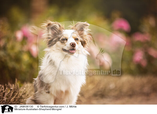 Miniature-Australian-Shepherd-Mix / Miniature-Australian-Shepherd-Mongrel / JAM-06130