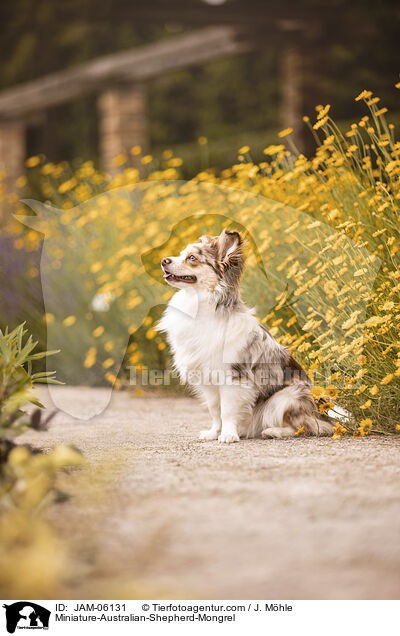 Miniature-Australian-Shepherd-Mix / Miniature-Australian-Shepherd-Mongrel / JAM-06131