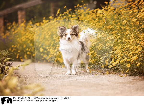 Miniature-Australian-Shepherd-Mix / Miniature-Australian-Shepherd-Mongrel / JAM-06132