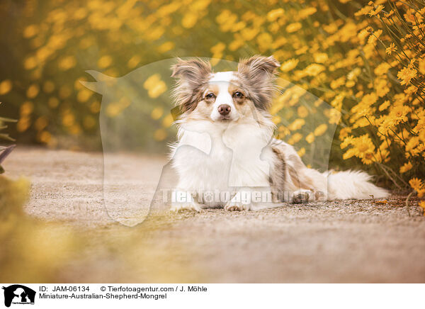 Miniature-Australian-Shepherd-Mix / Miniature-Australian-Shepherd-Mongrel / JAM-06134