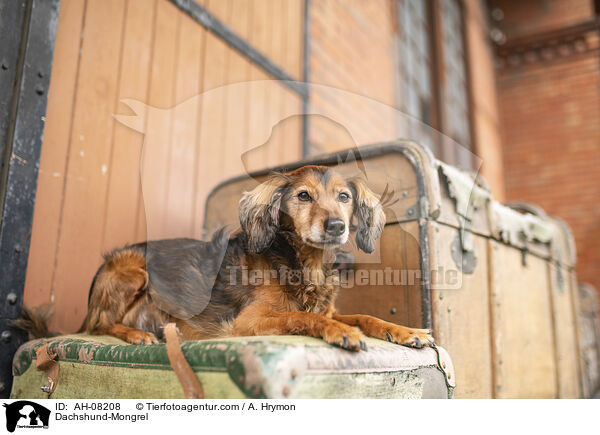 Dackel-Mischling / Dachshund-Mongrel / AH-08208