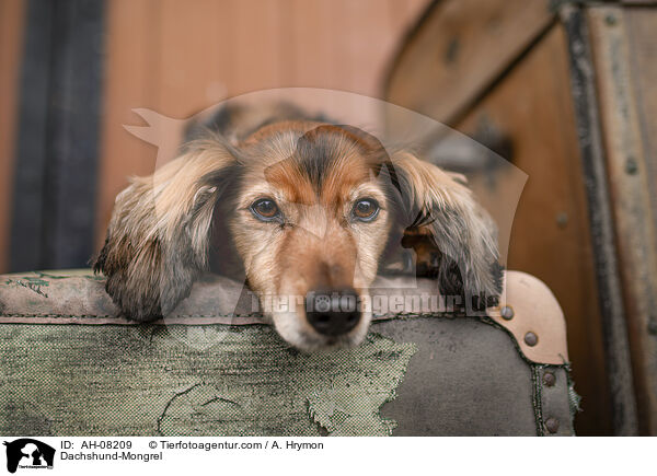 Dackel-Mischling / Dachshund-Mongrel / AH-08209