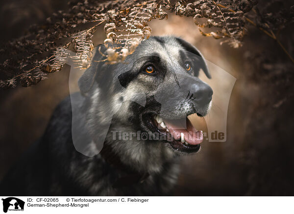 Deutscher-Schferhund-Mischling / German-Shepherd-Mongrel / CF-02065