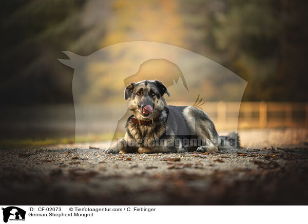 Deutscher-Schferhund-Mischling / German-Shepherd-Mongrel / CF-02073