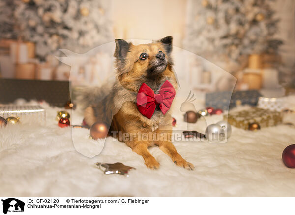 Chihuahua-Zwergspitz-Mix / Chihuahua-Pomeranian-Mongrel / CF-02120