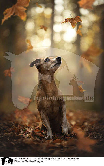 Pinscher-Terrier-Mix / Pinscher-Terrier-Mongrel / CF-02210