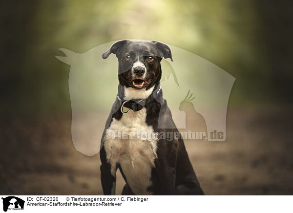 American-Staffordshire-Labrador-Retriever / American-Staffordshire-Labrador-Retriever / CF-02320