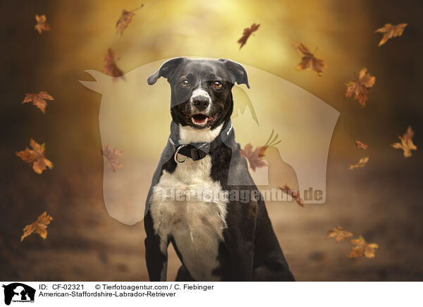 American-Staffordshire-Labrador-Retriever / American-Staffordshire-Labrador-Retriever / CF-02321