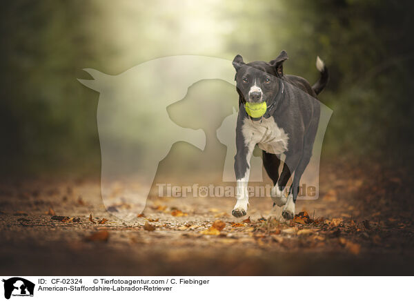 American-Staffordshire-Labrador-Retriever / American-Staffordshire-Labrador-Retriever / CF-02324