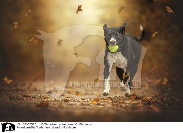 American-Staffordshire-Labrador-Retriever / American-Staffordshire-Labrador-Retriever / CF-02325