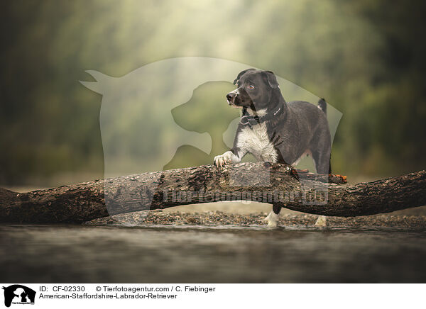 American-Staffordshire-Labrador-Retriever / American-Staffordshire-Labrador-Retriever / CF-02330