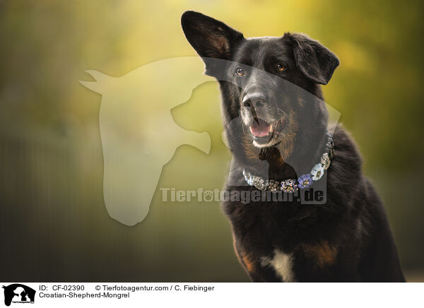 Kroatischer-Schferhund-Mix / Croatian-Shepherd-Mongrel / CF-02390