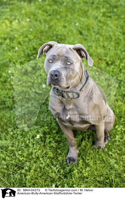 American-Bully-American-Staffordshire-Terrier / American-Bully-American-Staffordshire-Terrier / MAH-04272