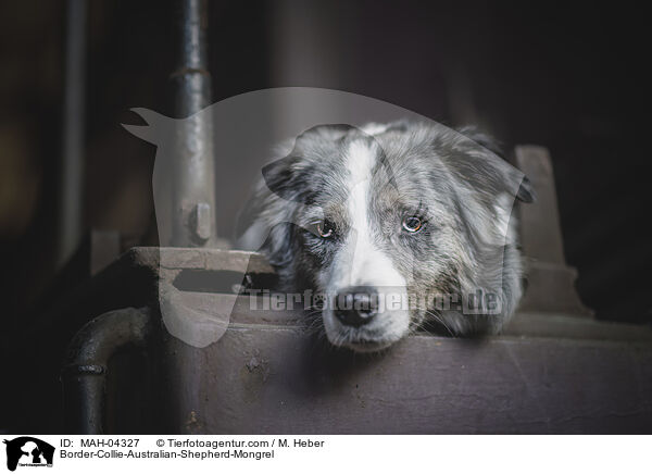 Border-Collie-Australian-Shepherd-Mischling / Border-Collie-Australian-Shepherd-Mongrel / MAH-04327