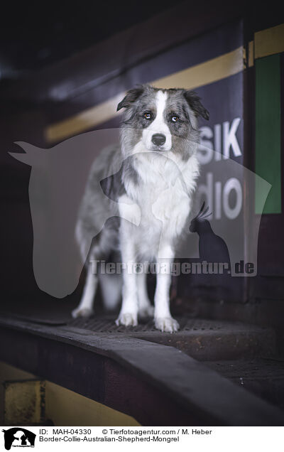 Border-Collie-Australian-Shepherd-Mischling / Border-Collie-Australian-Shepherd-Mongrel / MAH-04330