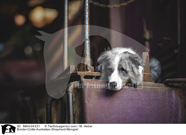 Border-Collie-Australian-Shepherd-Mischling / Border-Collie-Australian-Shepherd-Mongrel / MAH-04331