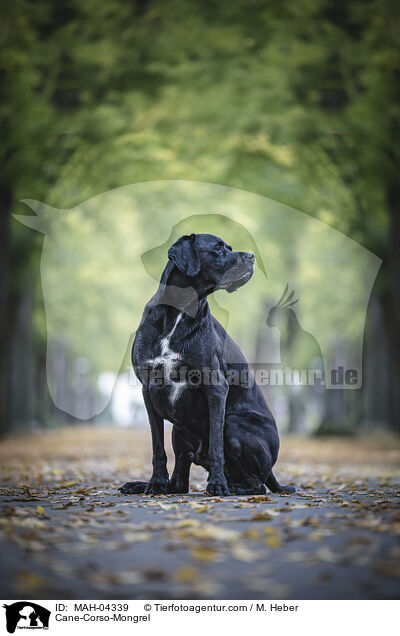 Cane-Corso-Mischling / Cane-Corso-Mongrel / MAH-04339