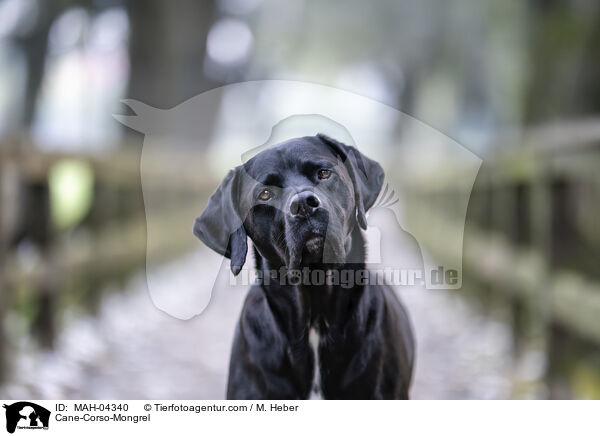 Cane-Corso-Mischling / Cane-Corso-Mongrel / MAH-04340