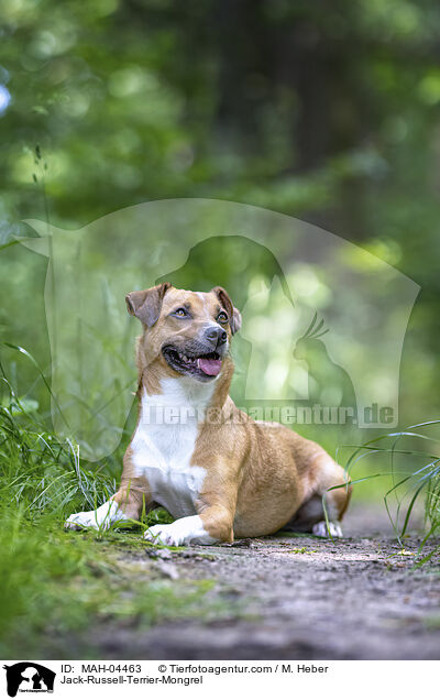 Jack-Russell-Terrier-Mischling / Jack-Russell-Terrier-Mongrel / MAH-04463