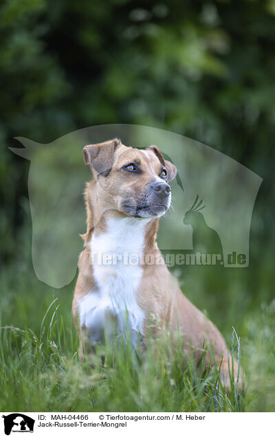 Jack-Russell-Terrier-Mischling / Jack-Russell-Terrier-Mongrel / MAH-04466