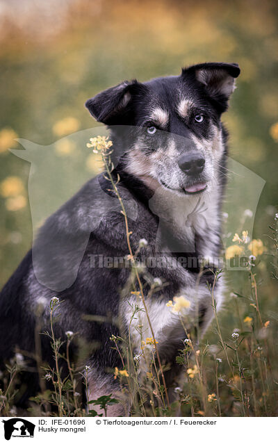 Huskymischling / Husky mongrel / IFE-01696