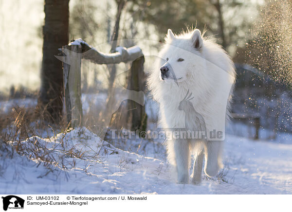 Samojede-Eurasier-Mix / Samoyed-Eurasier-Mongrel / UM-03102