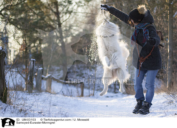 Samojede-Eurasier-Mix / Samoyed-Eurasier-Monngrel / UM-03103