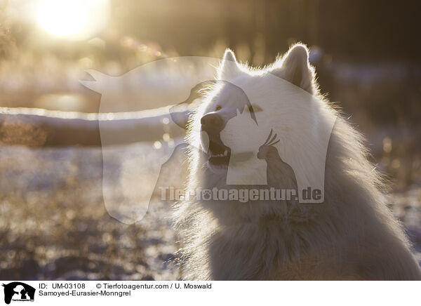 Samojede-Eurasier-Mix / Samoyed-Eurasier-Monngrel / UM-03108