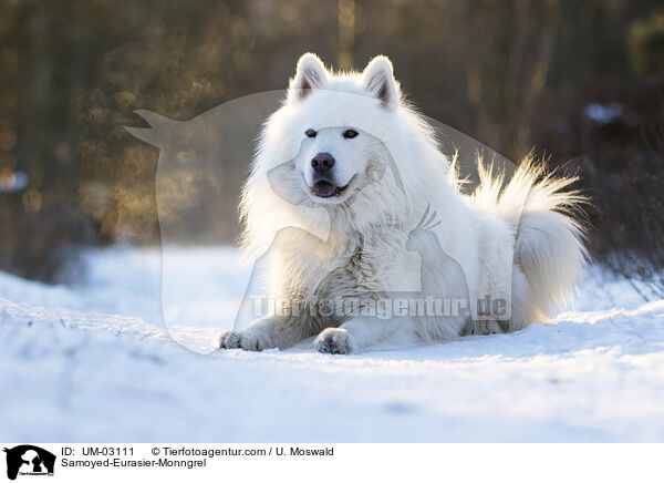 Samojede-Eurasier-Mix / Samoyed-Eurasier-Monngrel / UM-03111