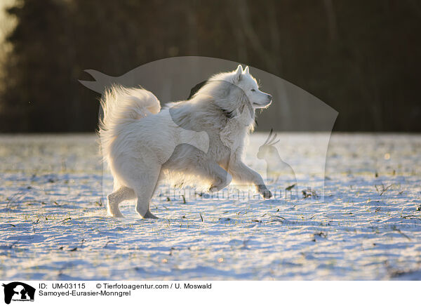 Samojede-Eurasier-Mix / Samoyed-Eurasier-Monngrel / UM-03115