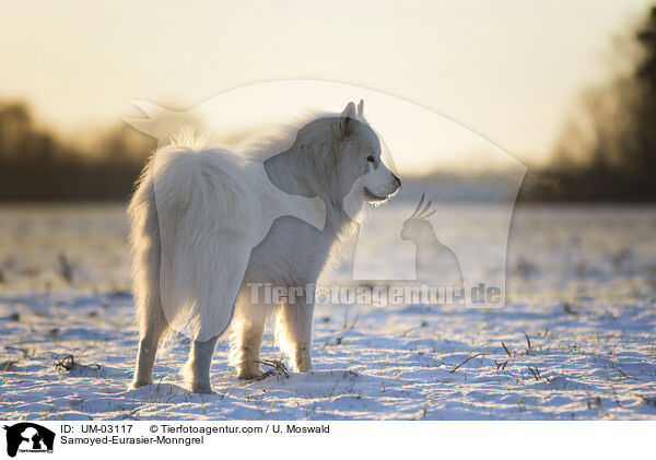 Samojede-Eurasier-Mix / Samoyed-Eurasier-Monngrel / UM-03117