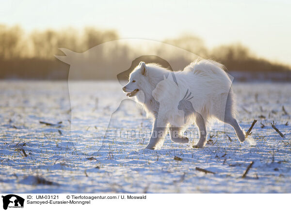 Samojede-Eurasier-Mix / Samoyed-Eurasier-Monngrel / UM-03121