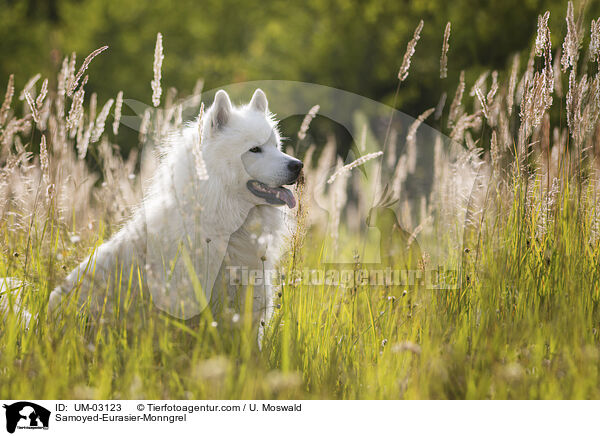 Samojede-Eurasier-Mix / Samoyed-Eurasier-Monngrel / UM-03123