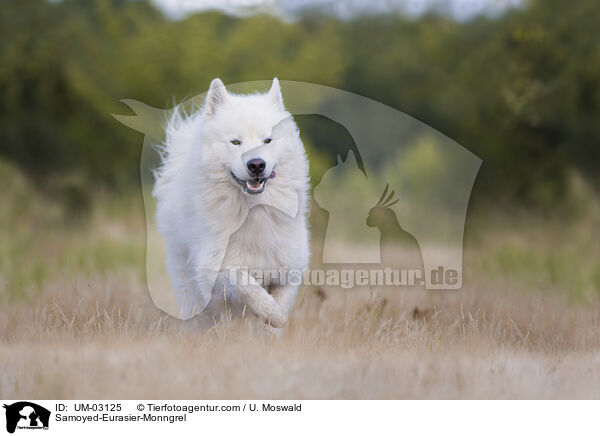 Samojede-Eurasier-Mix / Samoyed-Eurasier-Monngrel / UM-03125