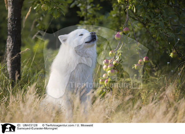 Samojede-Eurasier-Mix / Samoyed-Eurasier-Monngrel / UM-03128