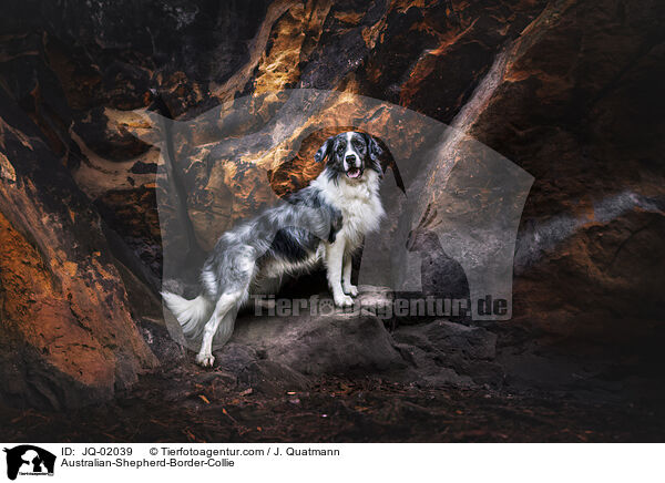 Australian-Shepherd-Border-Collie / Australian-Shepherd-Border-Collie / JQ-02039