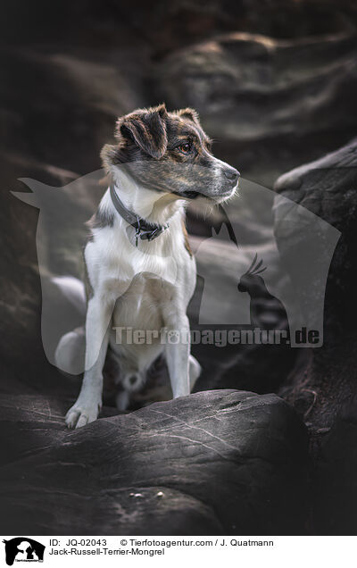 Jack-Russell-Terrier-Mischling / Jack-Russell-Terrier-Mongrel / JQ-02043