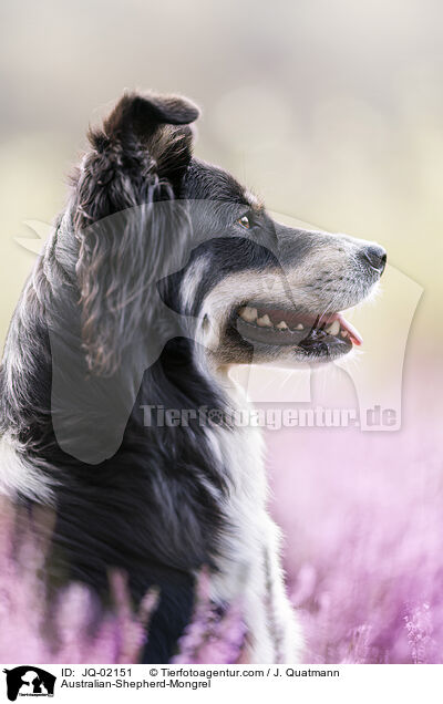 Australian-Shepherd-Mischling / Australian-Shepherd-Mongrel / JQ-02151