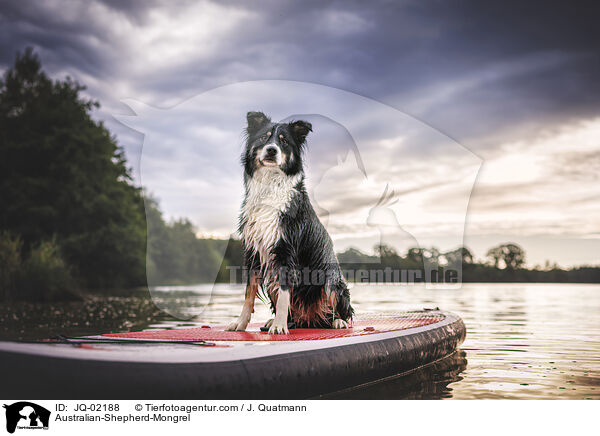 Australian-Shepherd-Mischling / Australian-Shepherd-Mongrel / JQ-02188