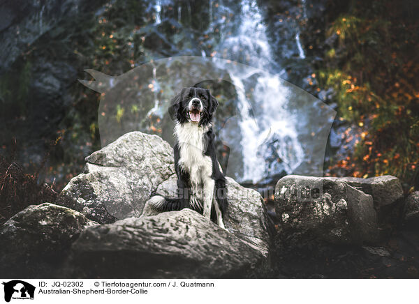 Australian-Shepherd-Border-Collie / Australian-Shepherd-Border-Collie / JQ-02302