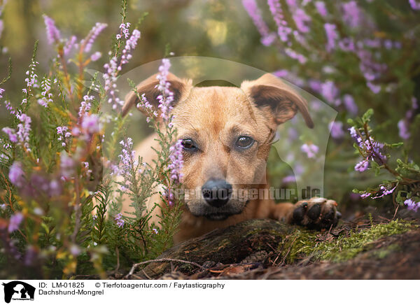 Dackel-Mischling / Dachshund-Mongrel / LM-01825